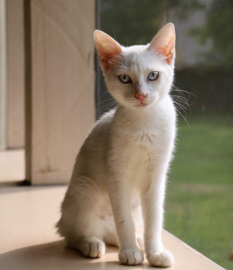 White kitten