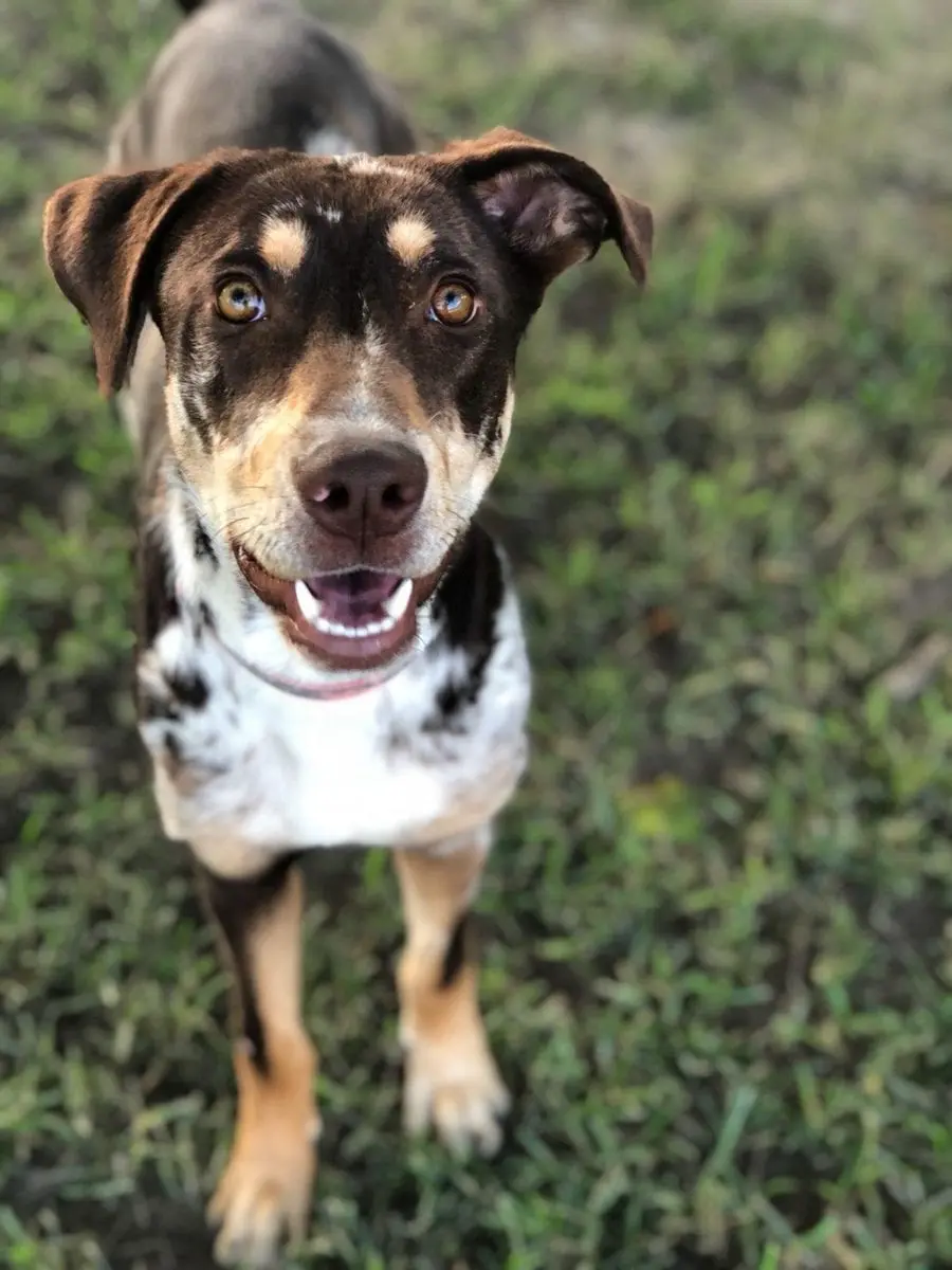Brown tan dog looking up