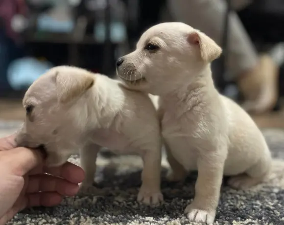 Two blond puppies