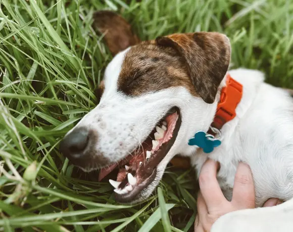 White and brown dog laying in the grass, while being pet 