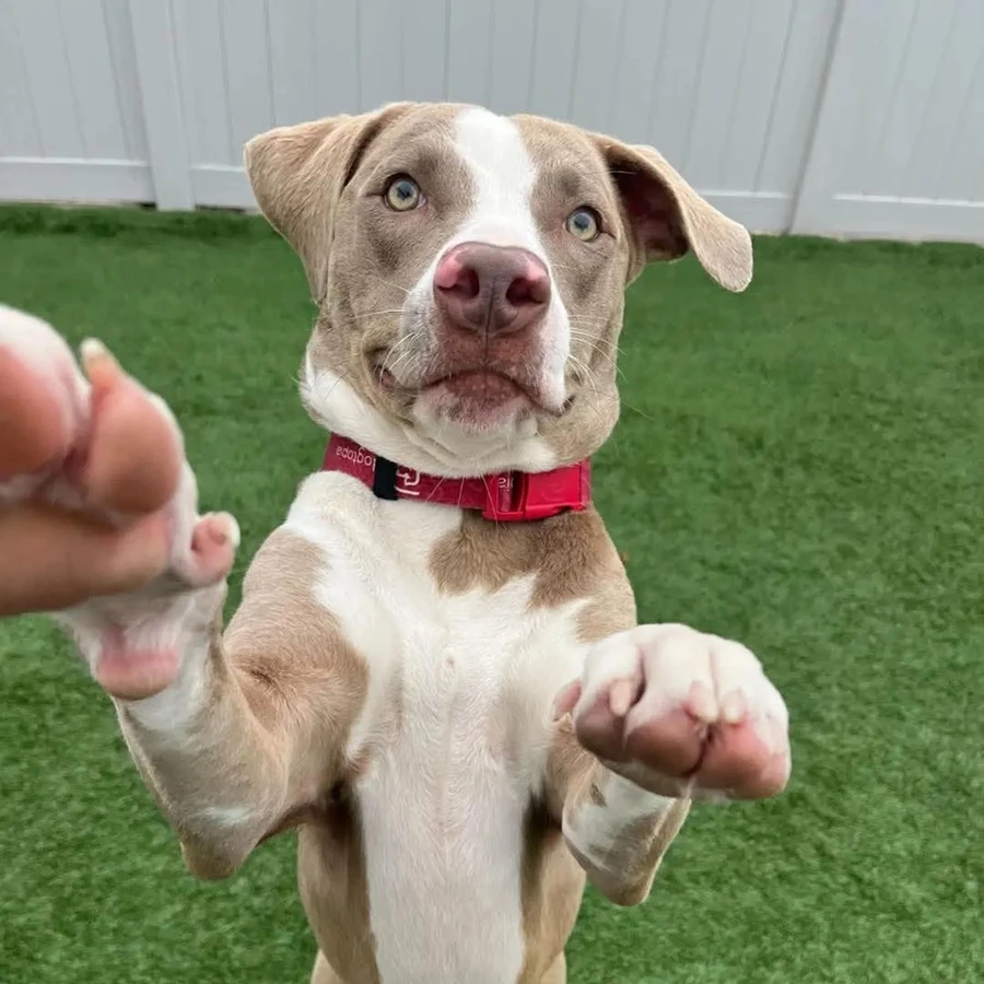 Ten and white dog standing ip