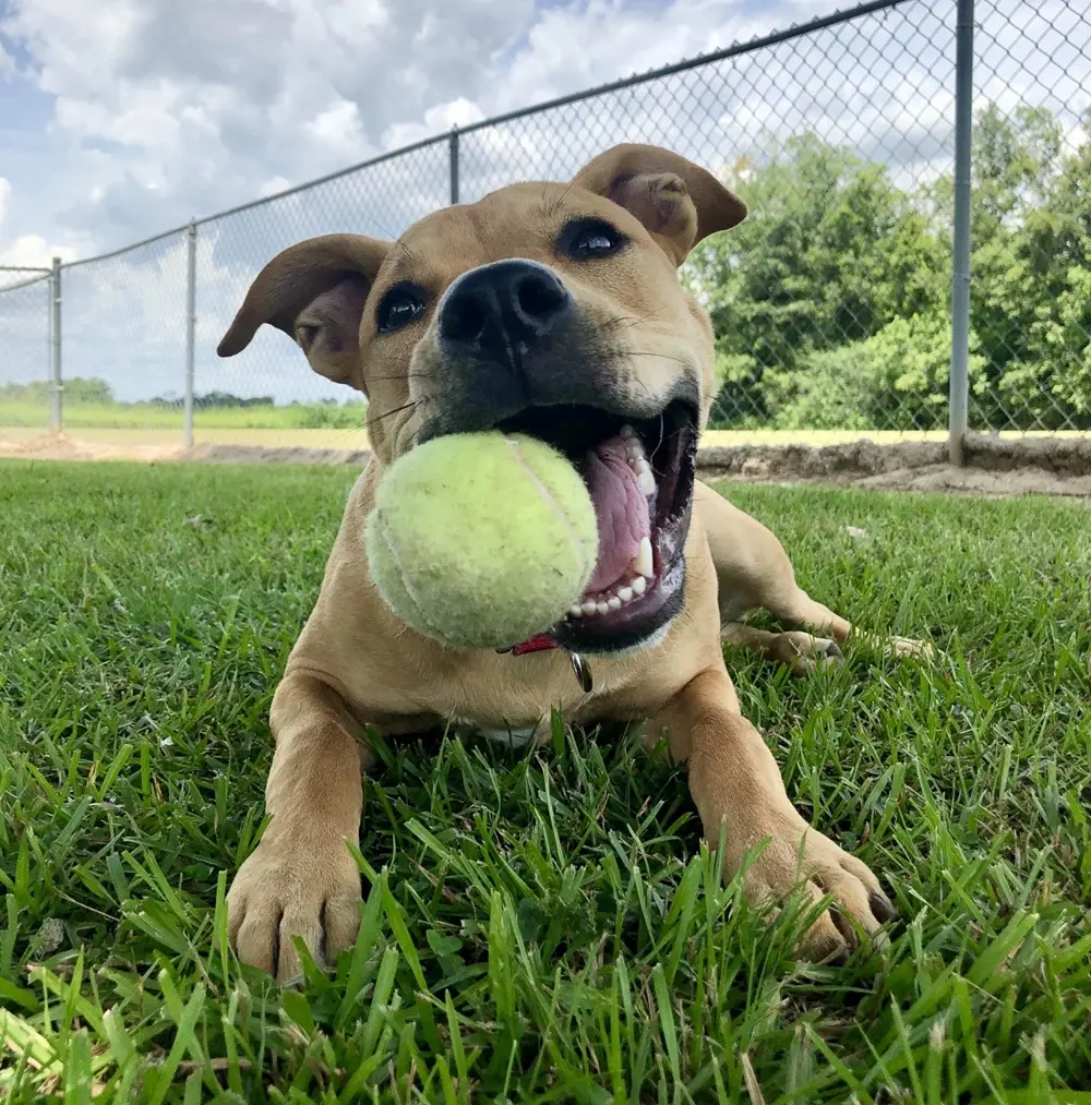 Tan dog lying on the grass with tennis ball in its mouth