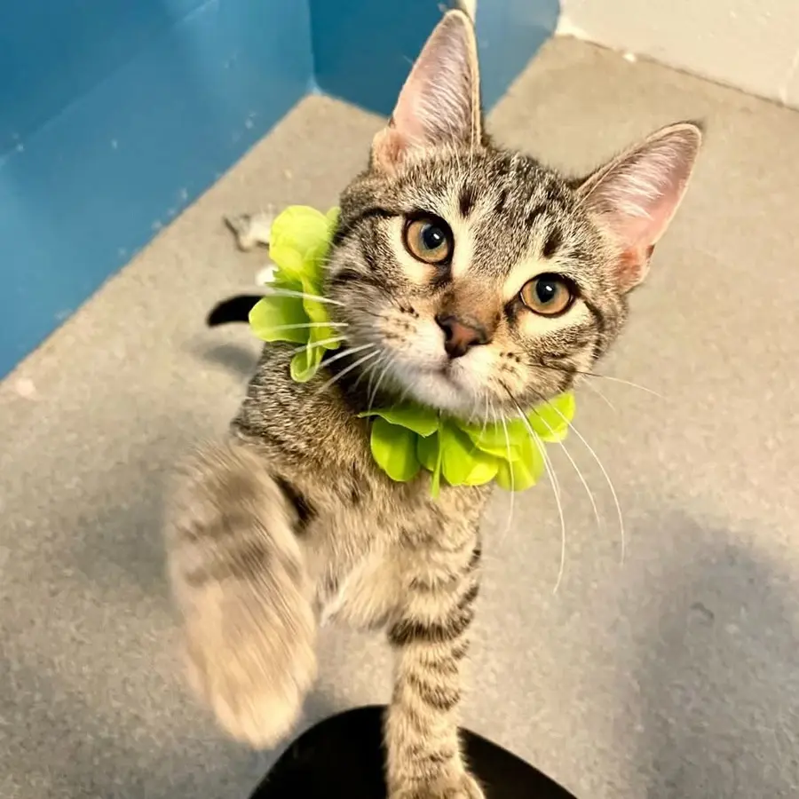 Tan strpey cat looking up