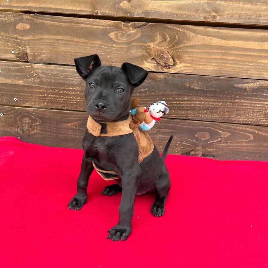Black puppy sitting on red carpet