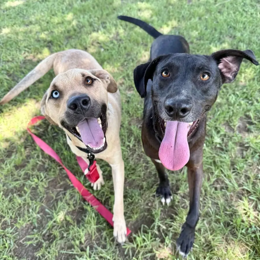 Two dogs, one tan and one black, standing together, facing up 