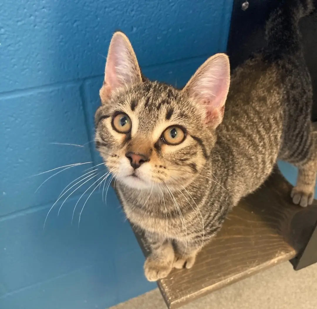 Steipey kitty looking up