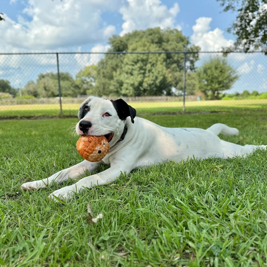 White and black puppy laying on the shelter grass, with ball in its mouth.