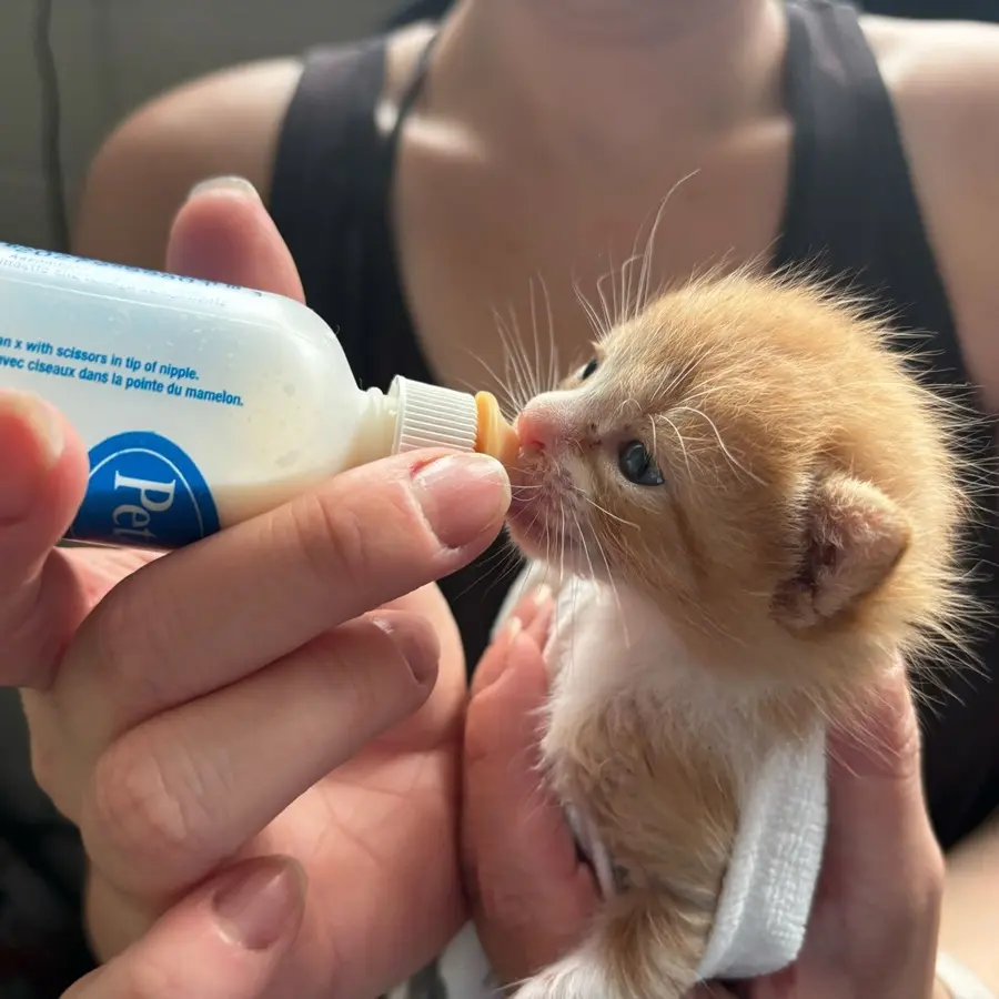Kitten being bottle fed