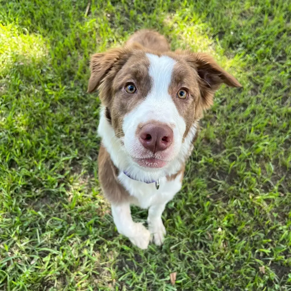 Tan and white dog standing at the grass, looking up