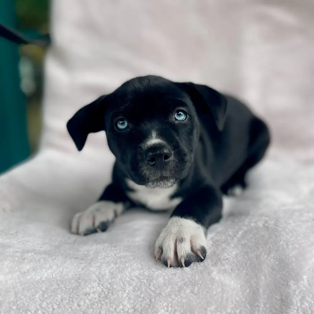 Black, blue eyed puppy with white paws