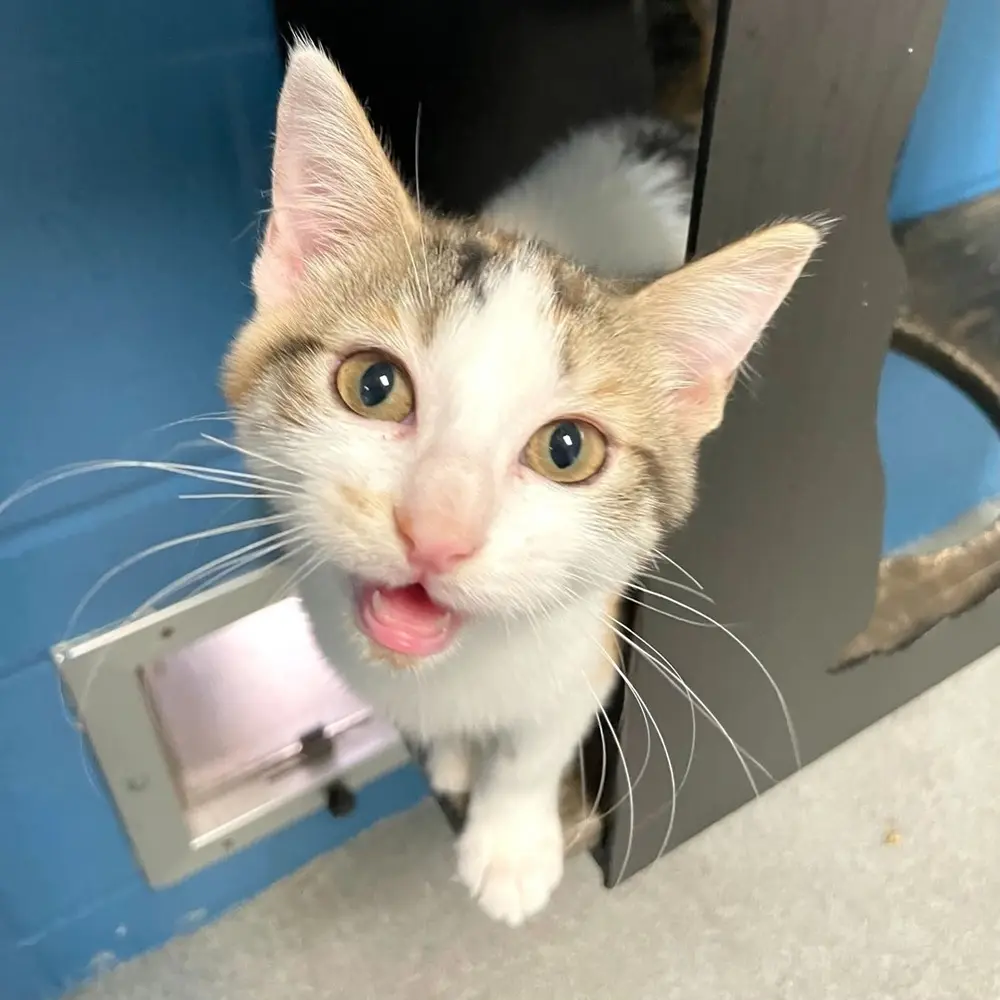 White and tan cat, looking directly at the camera