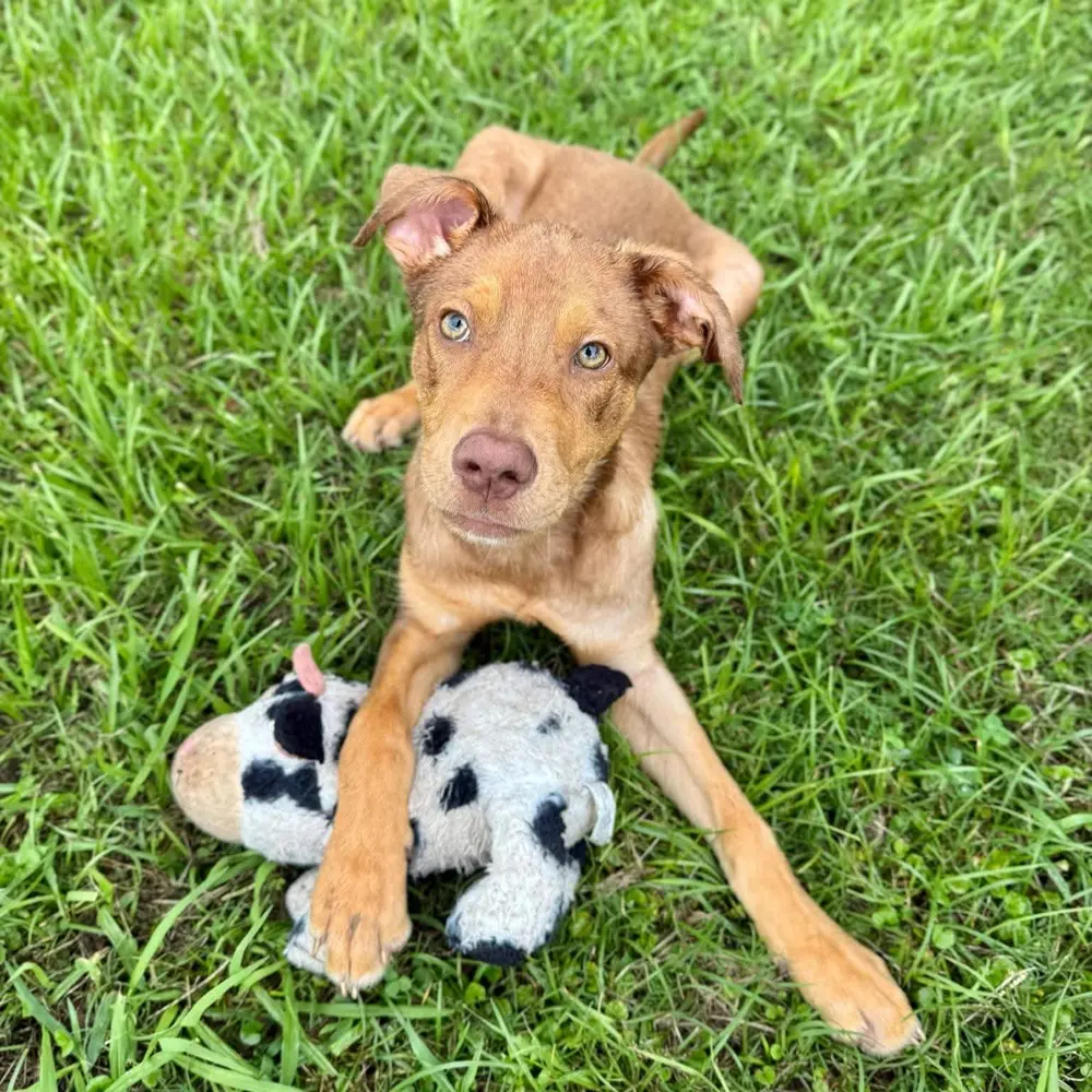 Redish puppy lying on the grass with its plush toy