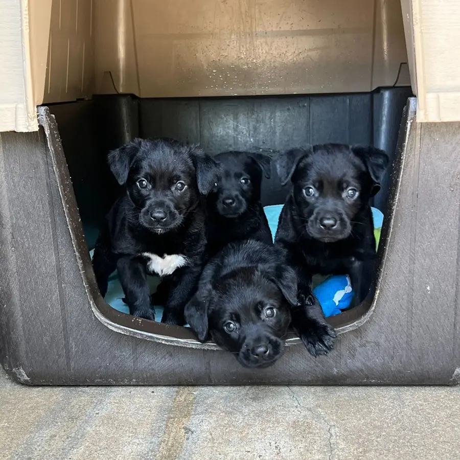 Litter of black puppies in a kennel