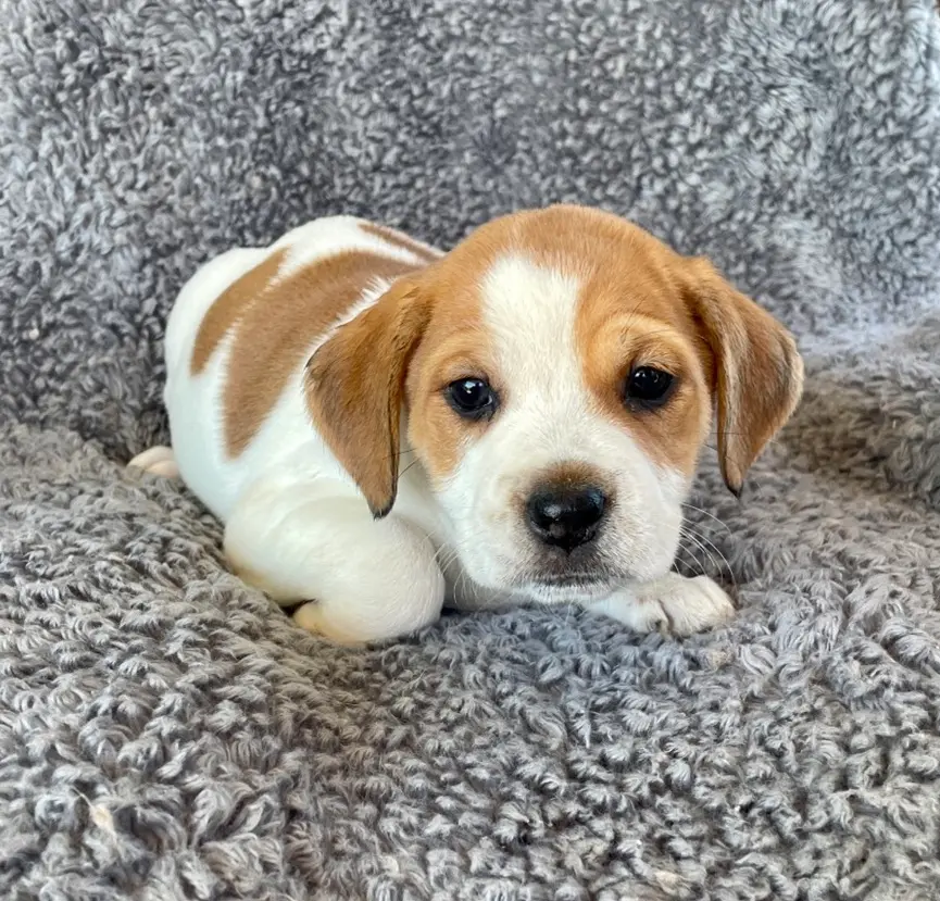 Tan and white puppy on a gray blanket
