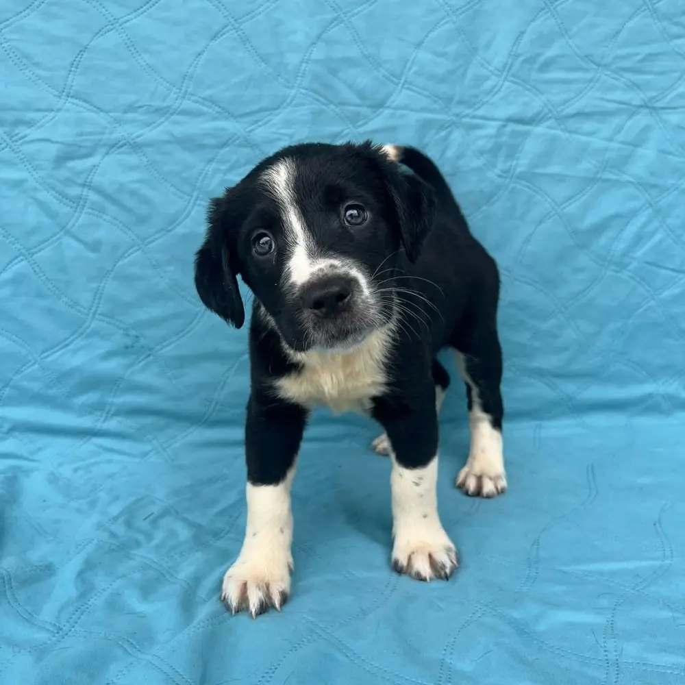 Black and white puppy on blue background