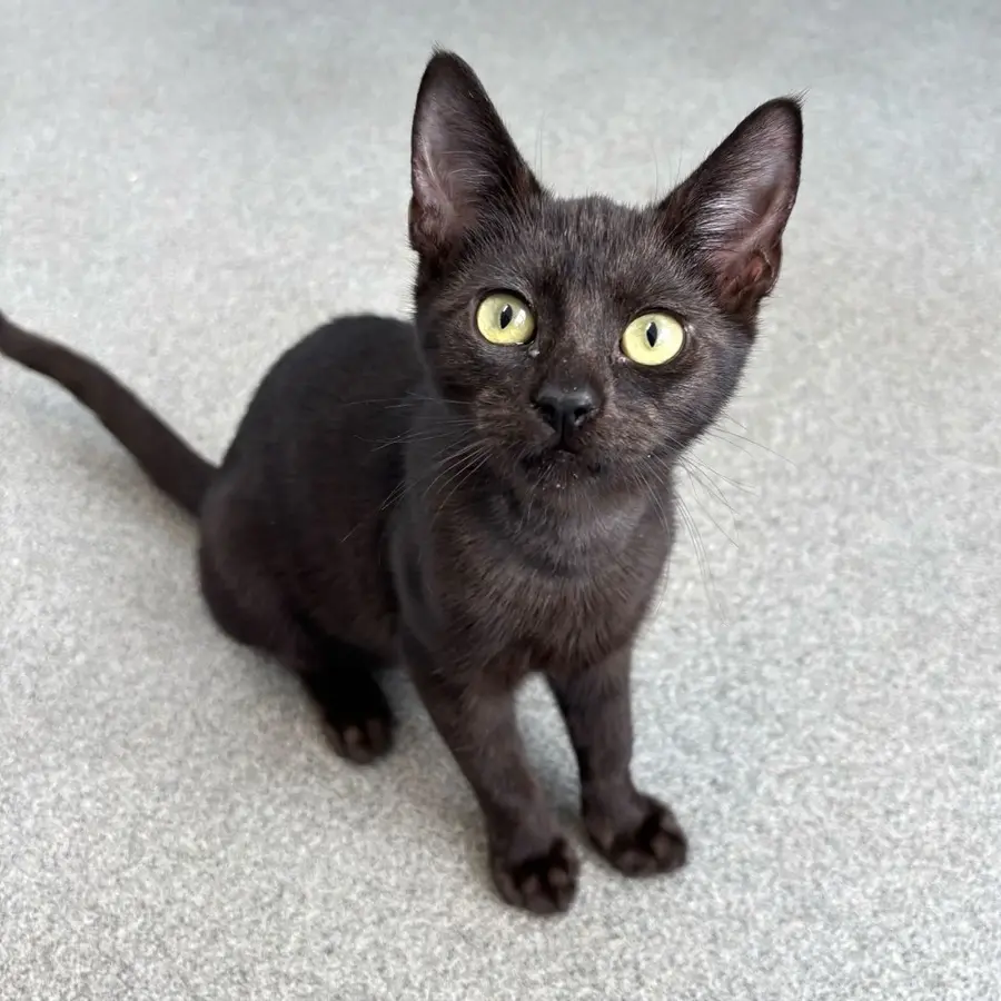 Black kitten with green eyes looking up