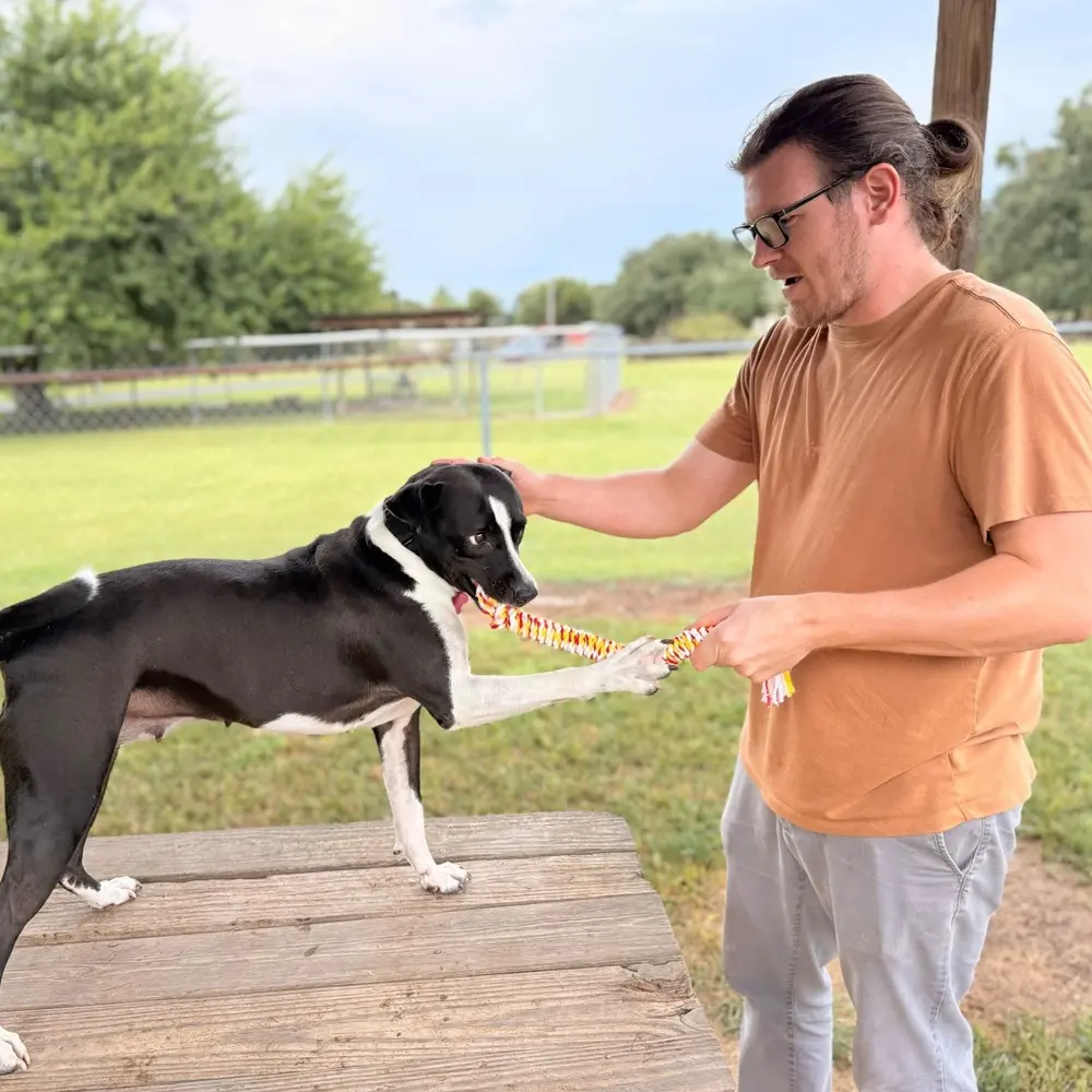 Volunteer playing with black and white dog