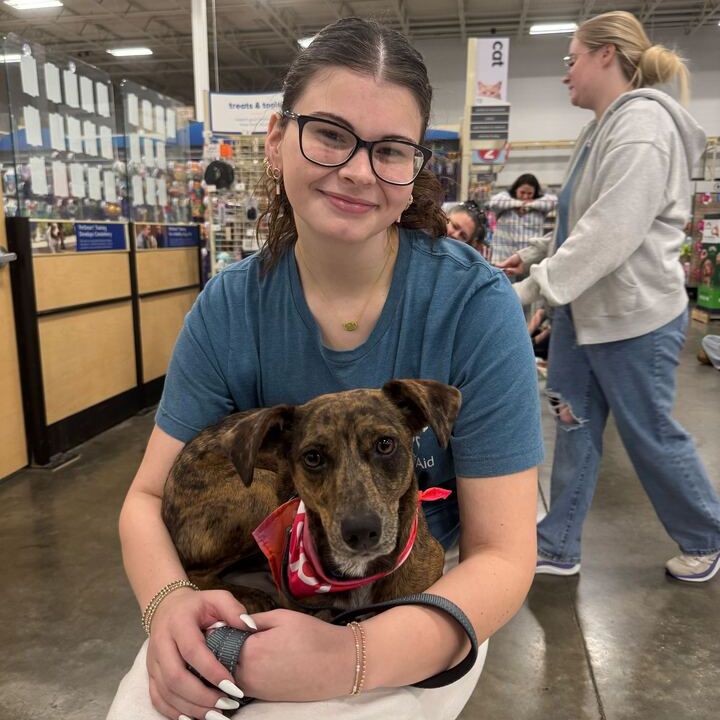 Volunteer holding a dog at the vet office