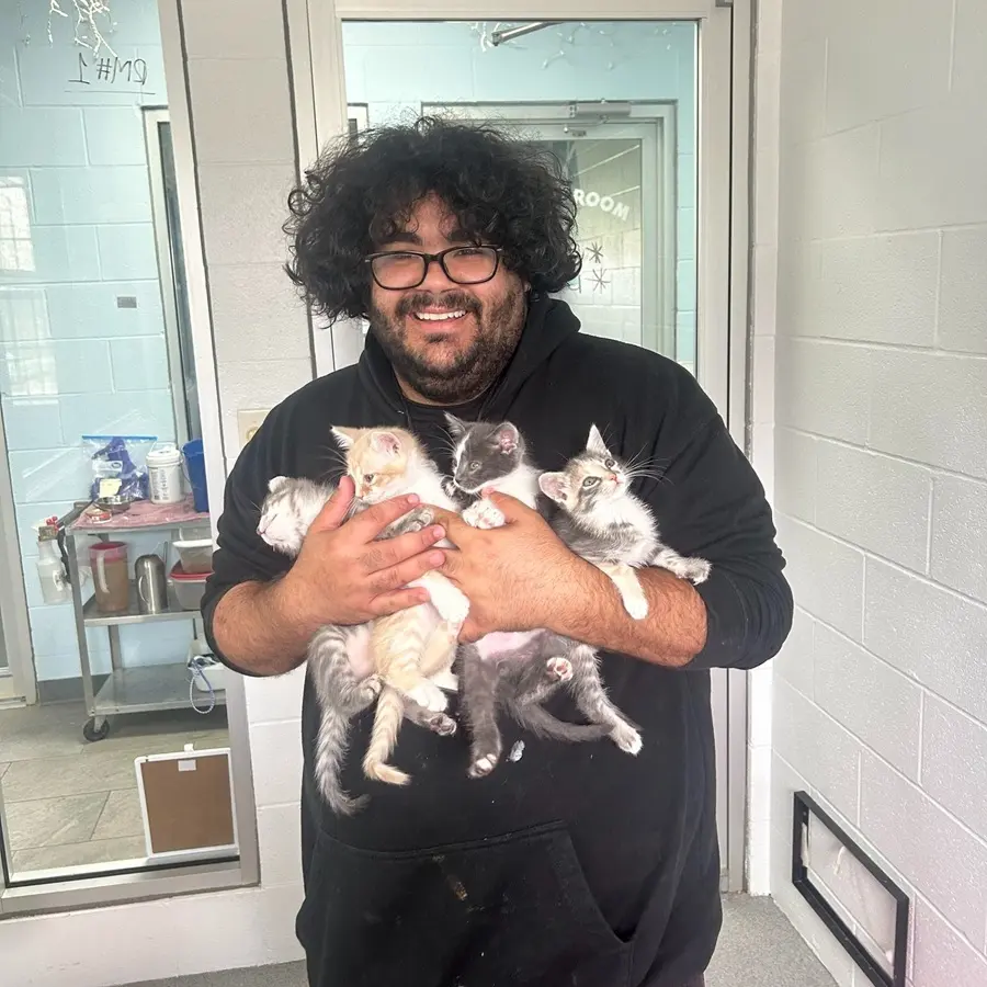 Volunteer holding 4 kittens
