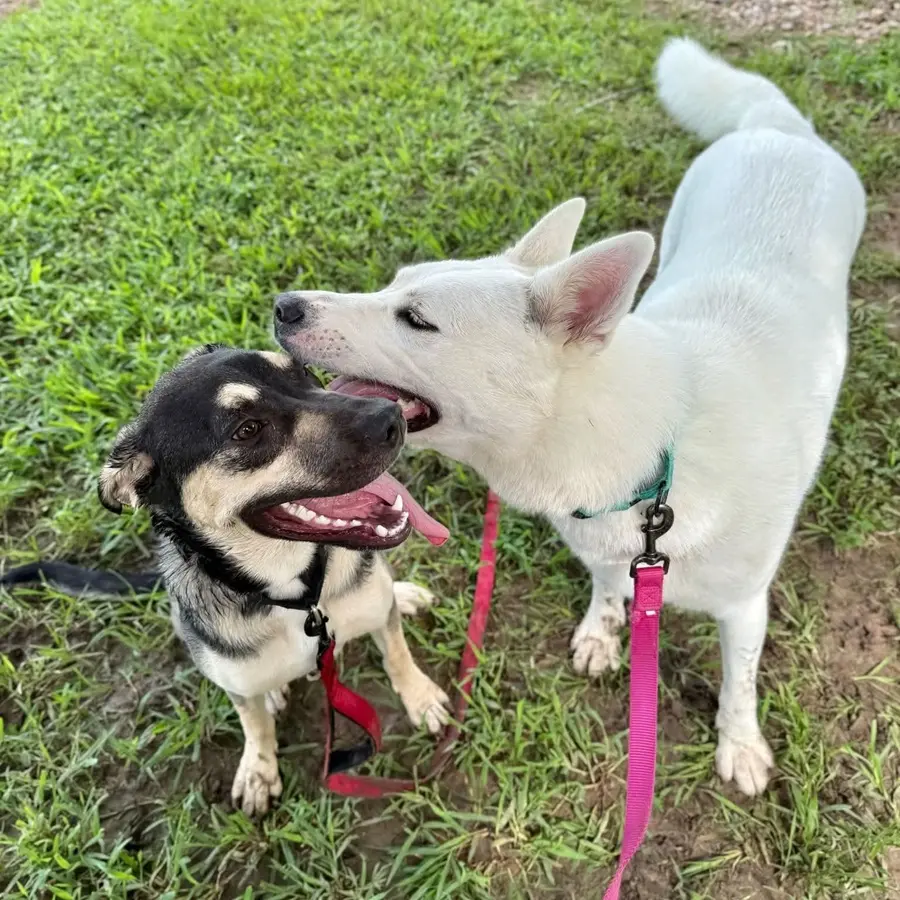 Two dogs playing in the field