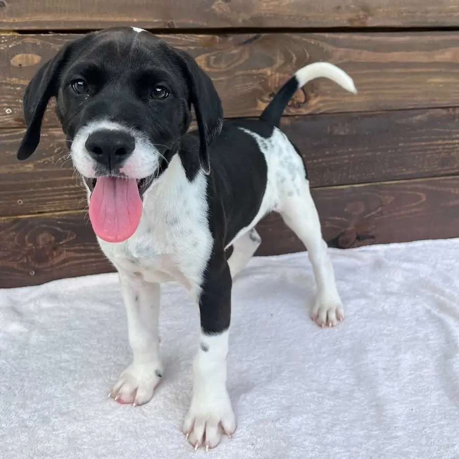 Black and white puppy posing