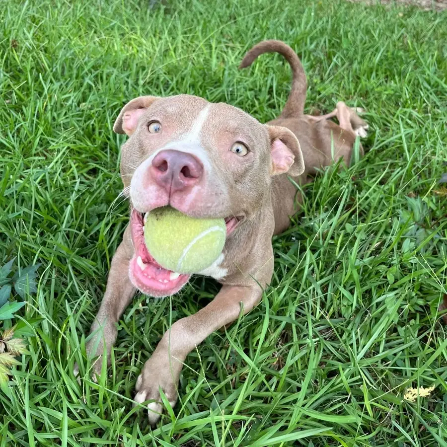 Happy dog laying in the grass with a tennis ball in its mouth