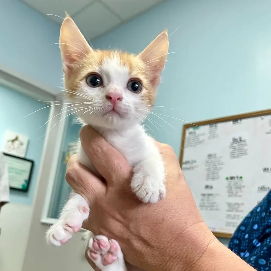 Orange white kitten being held in volunteer hand