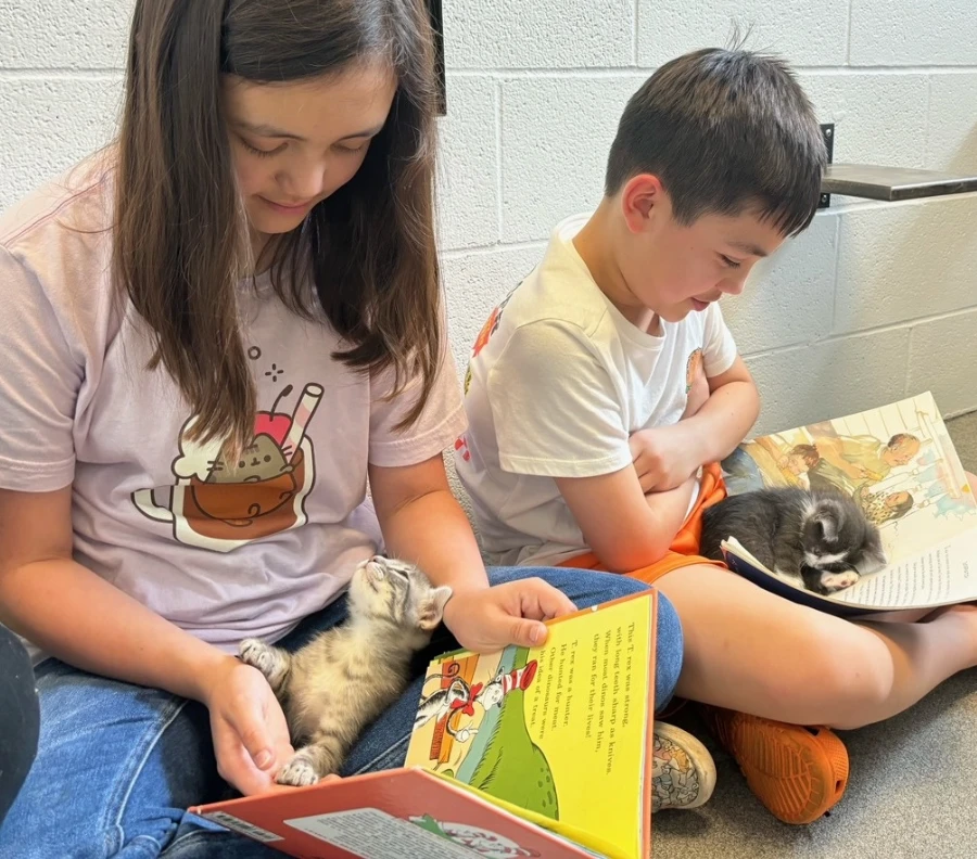 Young volunteers caring for kittens