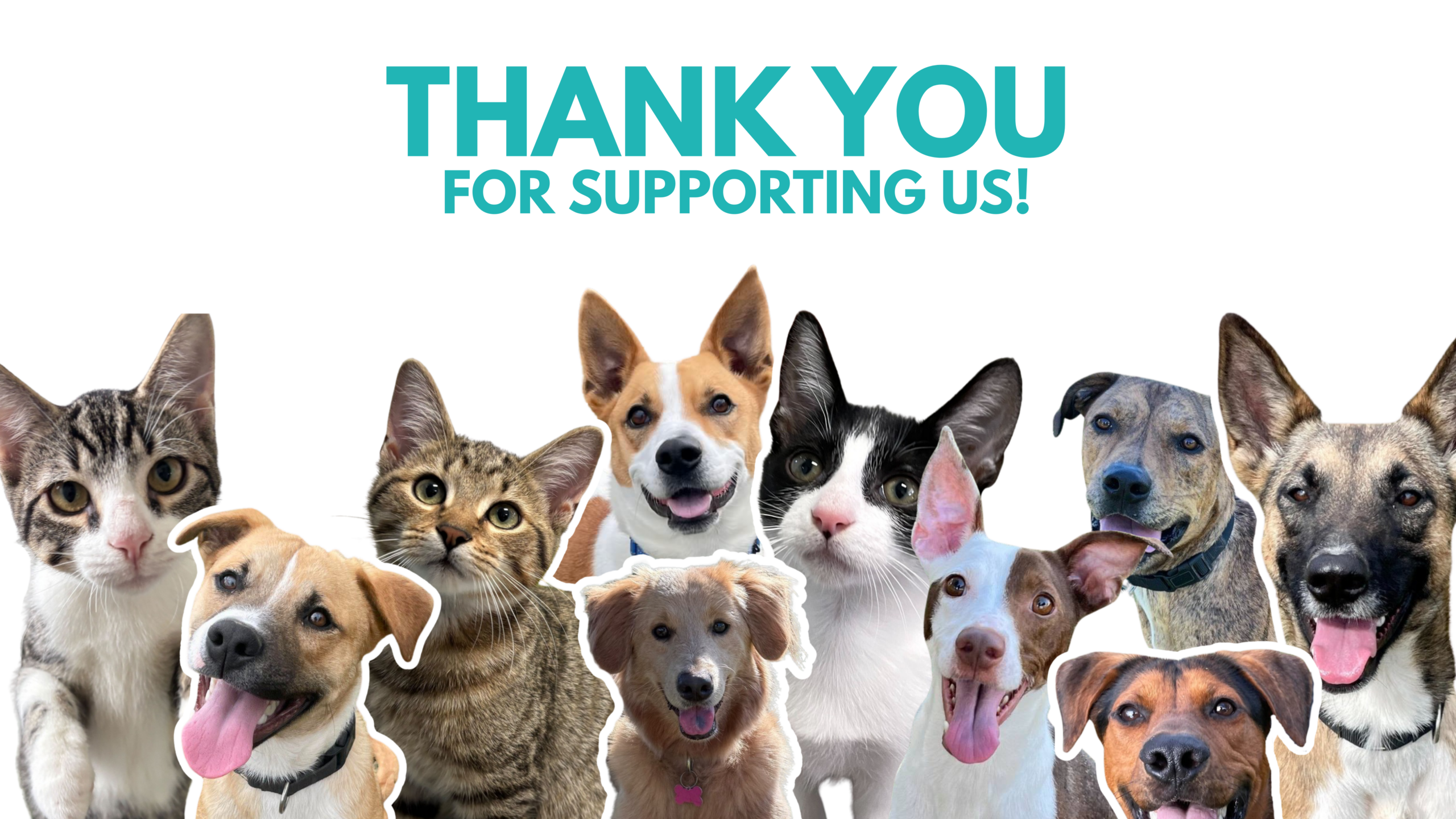 Image of cats and dogs with title: Thank you for supporting us. 