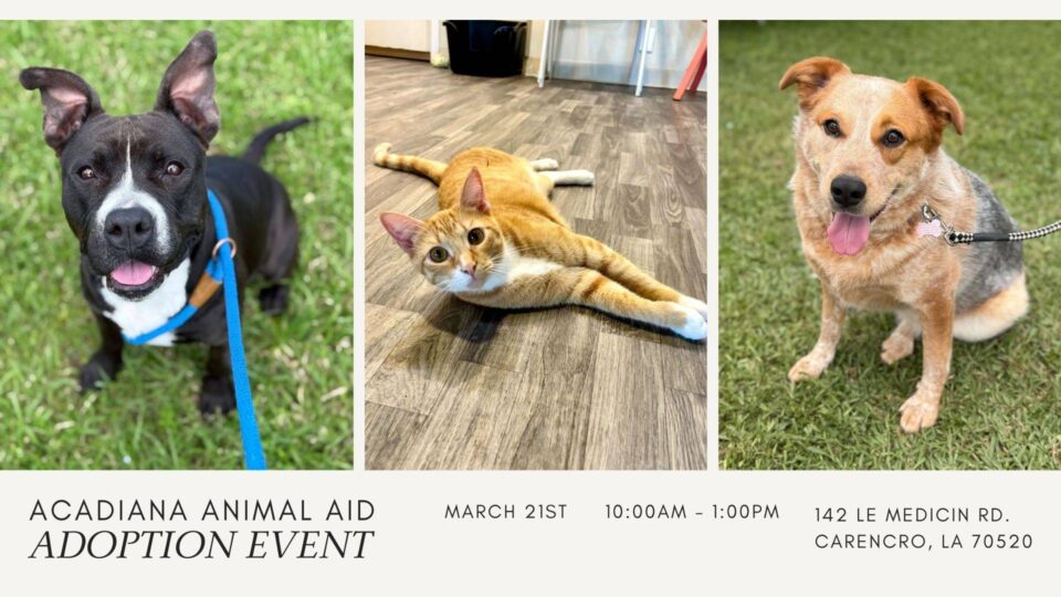 Pet Adoption Event